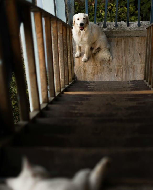 The Dog's Invited.